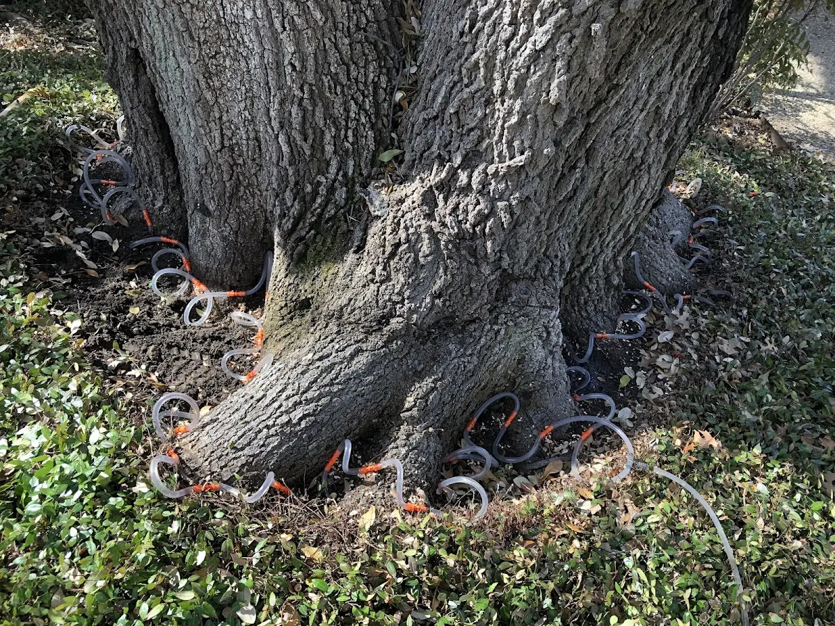 Detailed Tree Cabling and Bracing job site in Burnsville